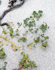 Atriplex billardierei