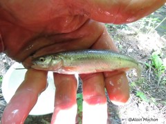 Semotilus atromaculatus