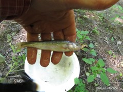 Semotilus atromaculatus