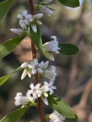 Styphelia mutica