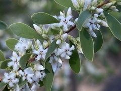 Styphelia mutica
