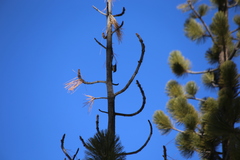 Sitta pygmaea melanotis