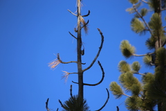 Sitta pygmaea melanotis