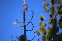 Sitta pygmaea melanotis