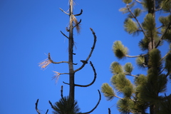 Sitta pygmaea melanotis