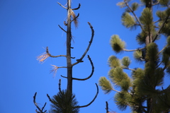 Sitta pygmaea melanotis