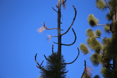 Sitta pygmaea melanotis