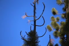 Sitta pygmaea melanotis