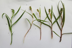Pterostylis graminea