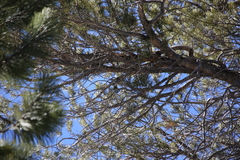 Poecile gambeli abbreviatus