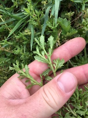 Centipeda cunninghamii