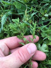 Centipeda cunninghamii