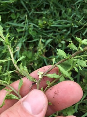 Centipeda cunninghamii