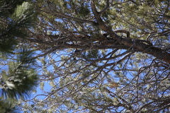 Poecile gambeli abbreviatus