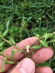 Centipeda cunninghamii