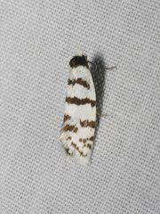 Lepidoscia cataphracta