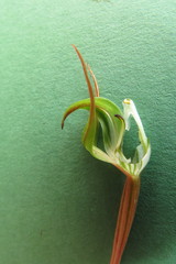 Pterostylis graminea