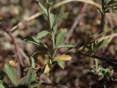 Lepidium desvauxii