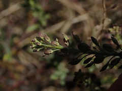 Lepidium desvauxii