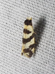 Lepidoscia characota