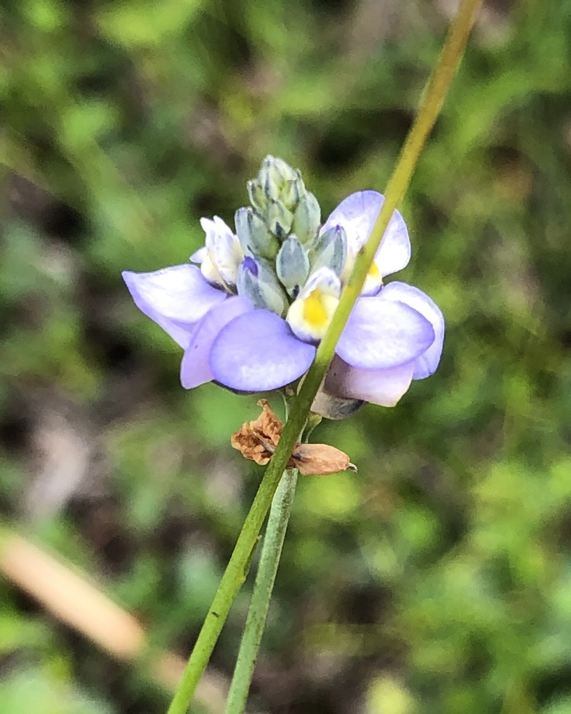 Comesperma nudiusculum