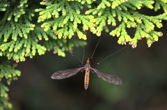 Leptotarsus igniceps