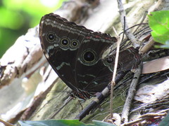 Morpho helenor peleides