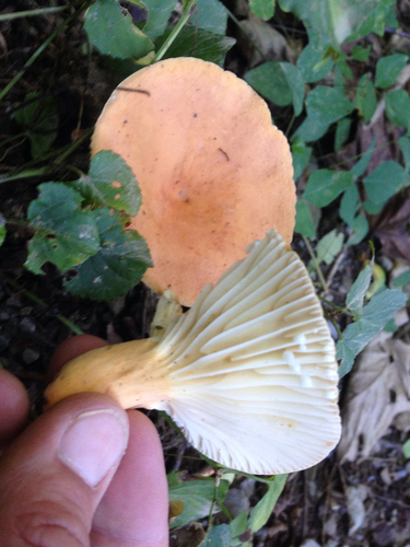 hygrophorus milkcap
