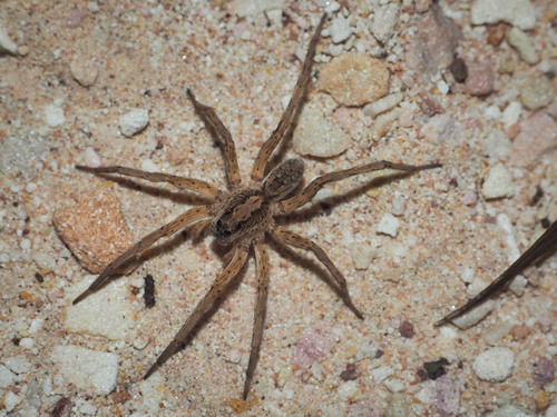 Tasmanicosa stella · iNaturalist