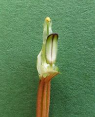 Pterostylis graminea