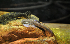 Pseudogastromyzon laticeps