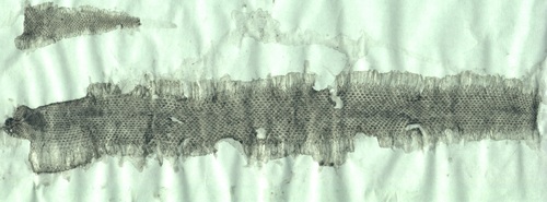 Alburzi Viper