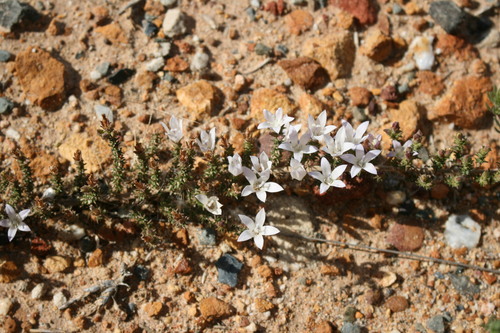 Tangle Bell (Roella secunda)