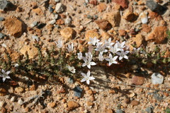Roella secunda