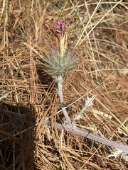 Cirsium anartiolepis