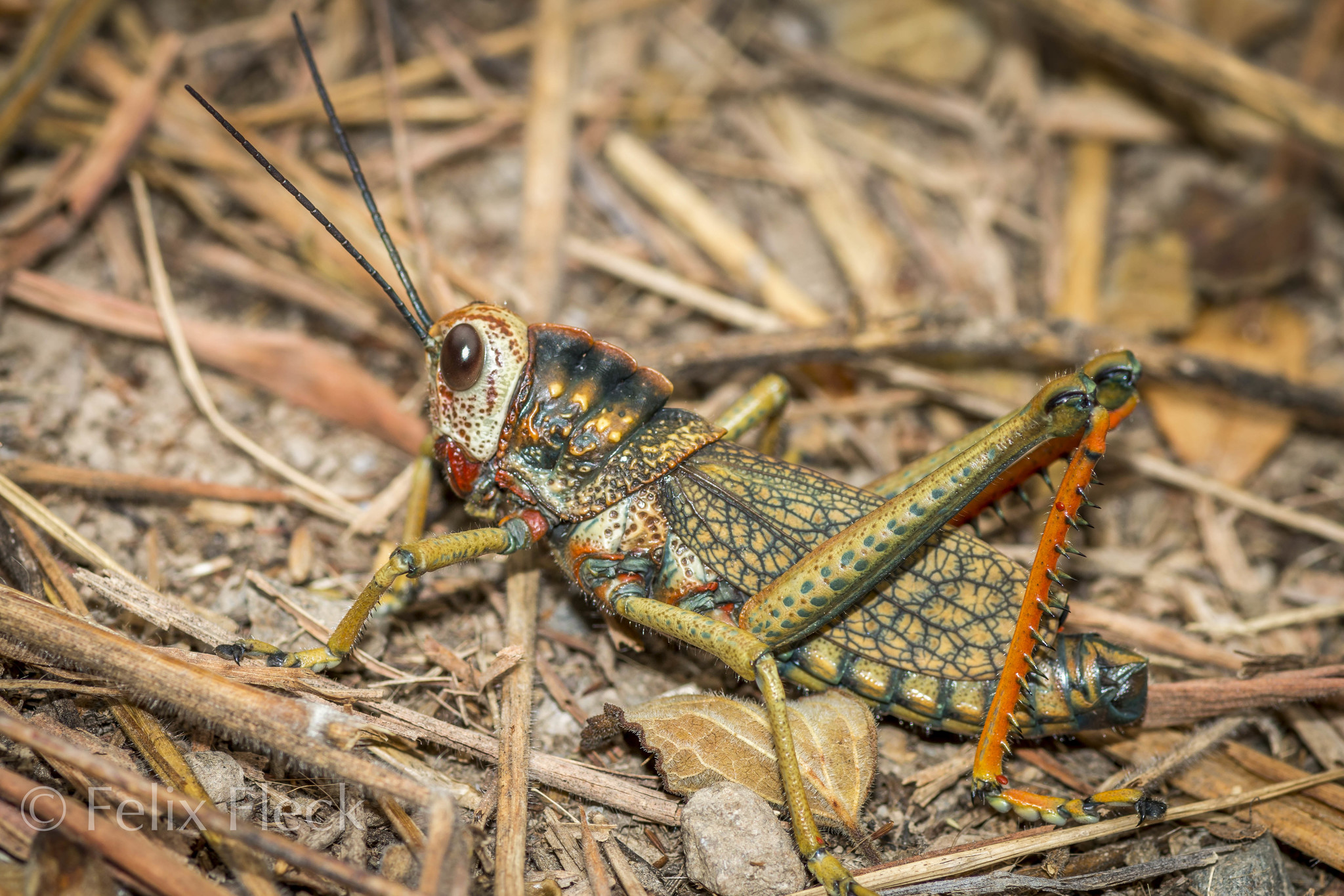 Aplatacris arborineurus image