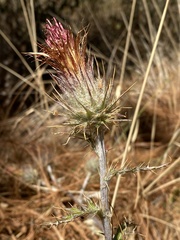 Cirsium anartiolepis