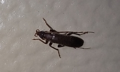 Sparedrus aspersus