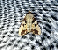 Condica hippia