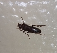 Sparedrus aspersus