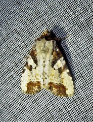 Condica hippia