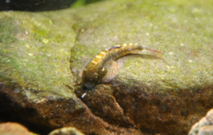 Pseudogastromyzon laticeps
