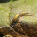 Pseudogastromyzon laticeps - Photo 由 LVDIAN 所上傳的 (c) LVDIAN，保留部份權利CC BY-NC