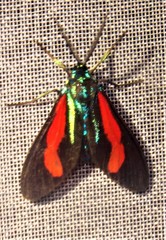 Cyanopepla bella