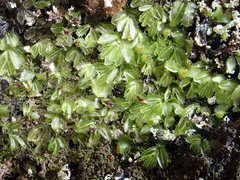 Hymenophyllum minimum