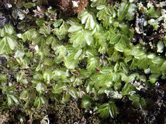 Hymenophyllum minimum