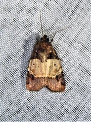 Hampsonodes naevia