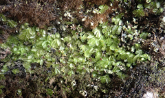 Hymenophyllum minimum