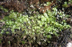 Hymenophyllum minimum
