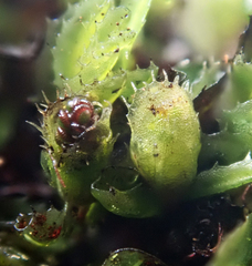 Hymenophyllum minimum